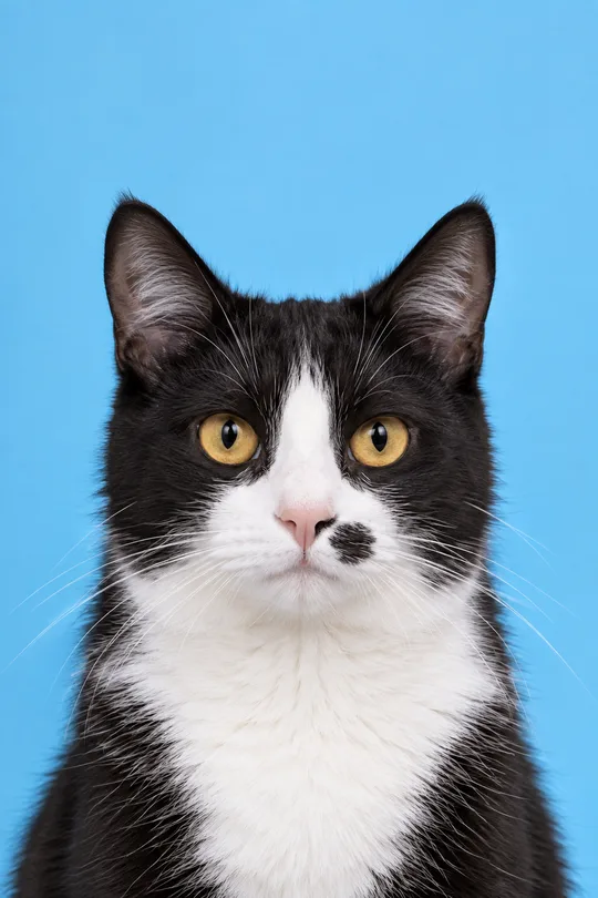 Clean circular pet profile photo