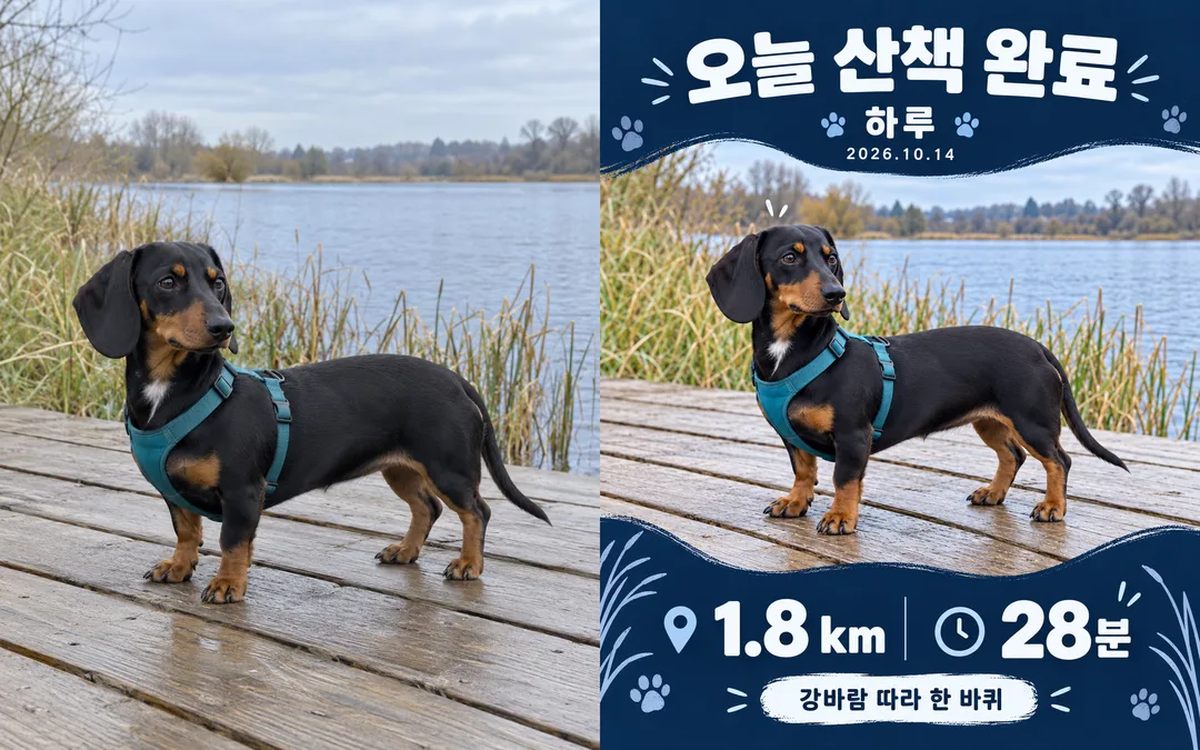 반려동물 산책 인증 카드 — 오늘의 한 걸음을 기록해요 — 예시 1