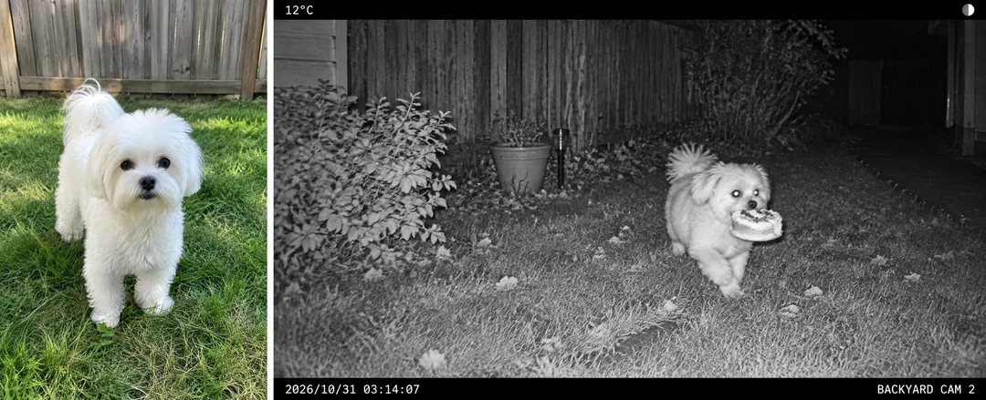 トレイルカメラに写ったうちの犯人 — 夜間赤外線の無人カメラ風ミーム写真 — 作例 1